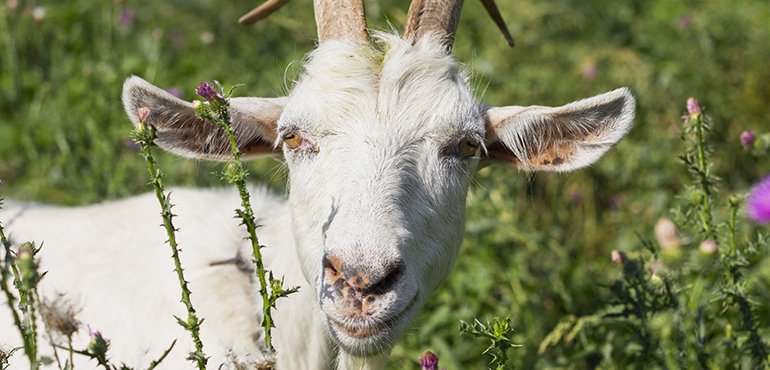 Hayvan Hayat Sigortası