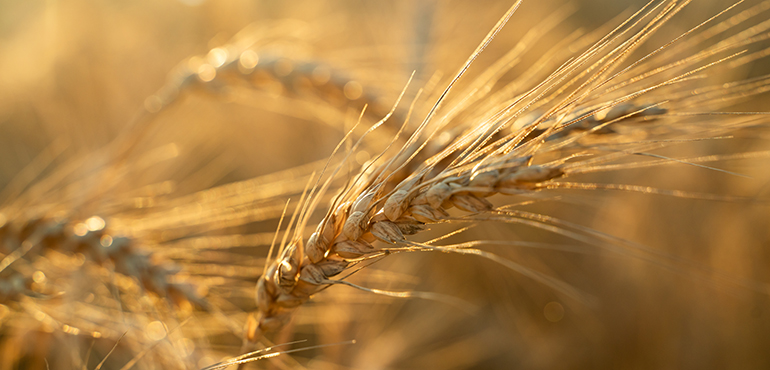 Tarsim (Tarım Sigortaları Havuzu) Hakkında